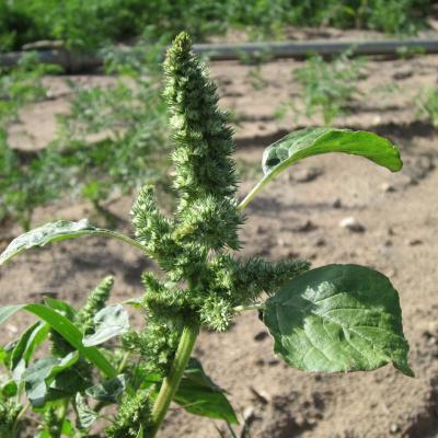 Pigweed