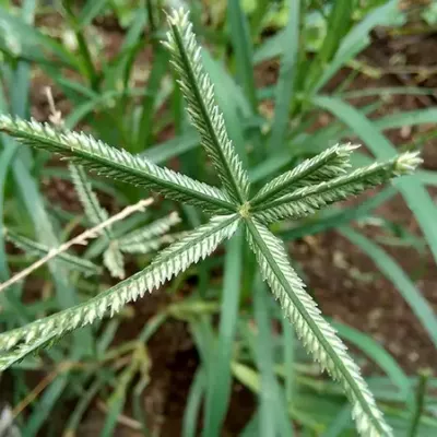 Goosegrass