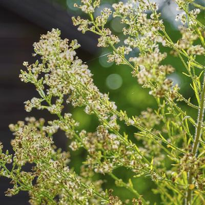 Horseweed