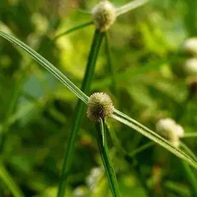 Green Kyllinga