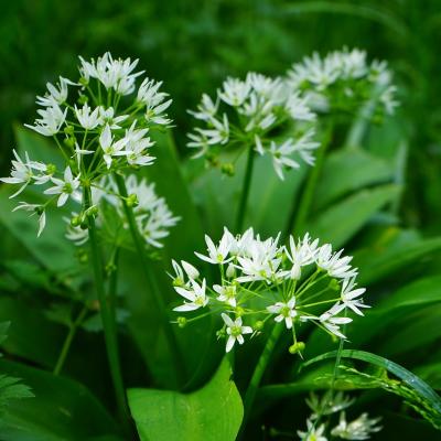 Wild Garlic