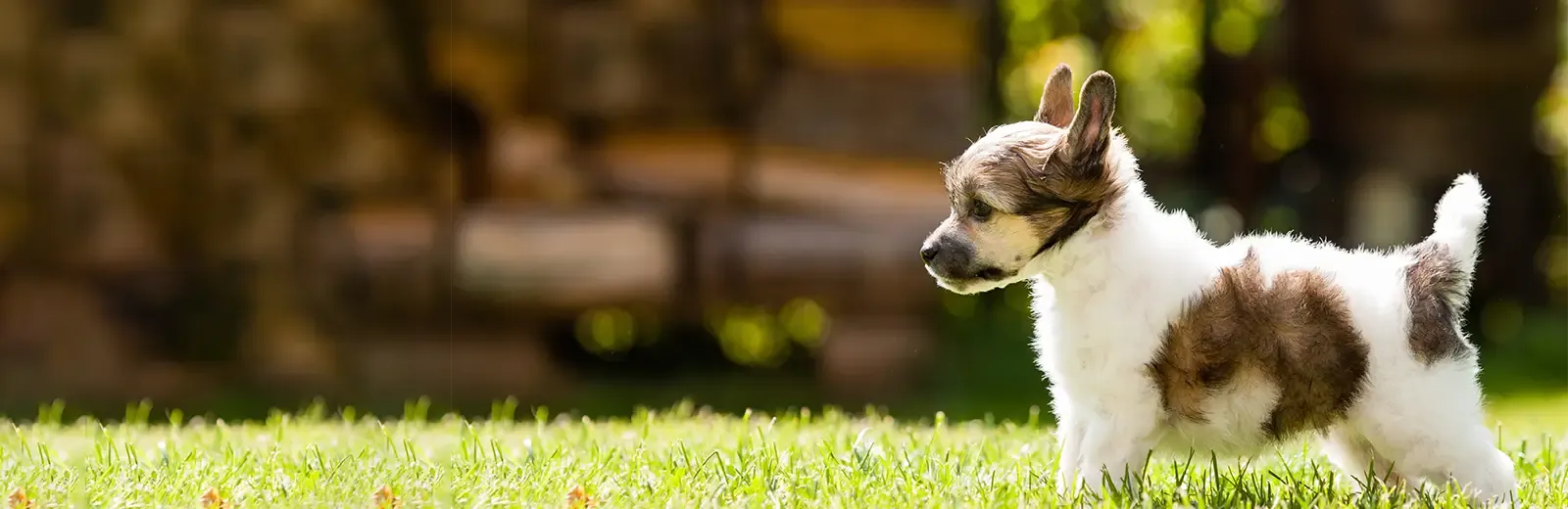 dog in yard