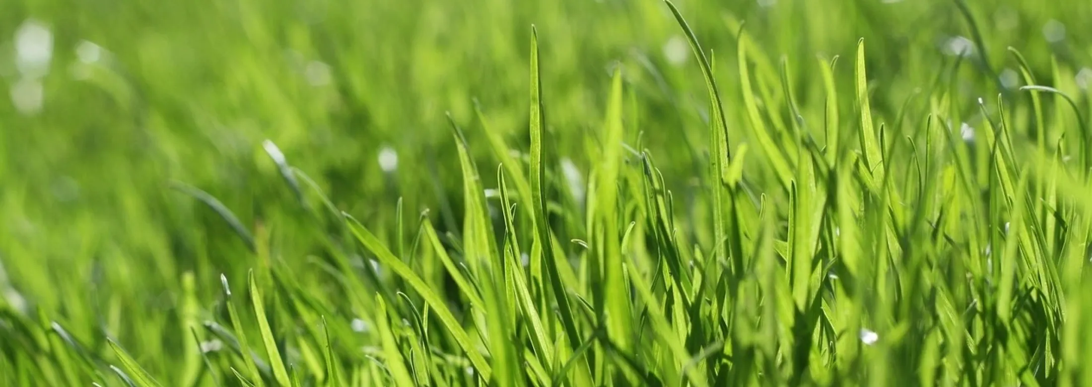 lawn in san antonio texas