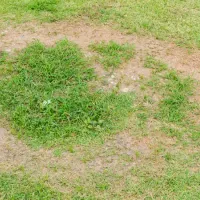 brown patch