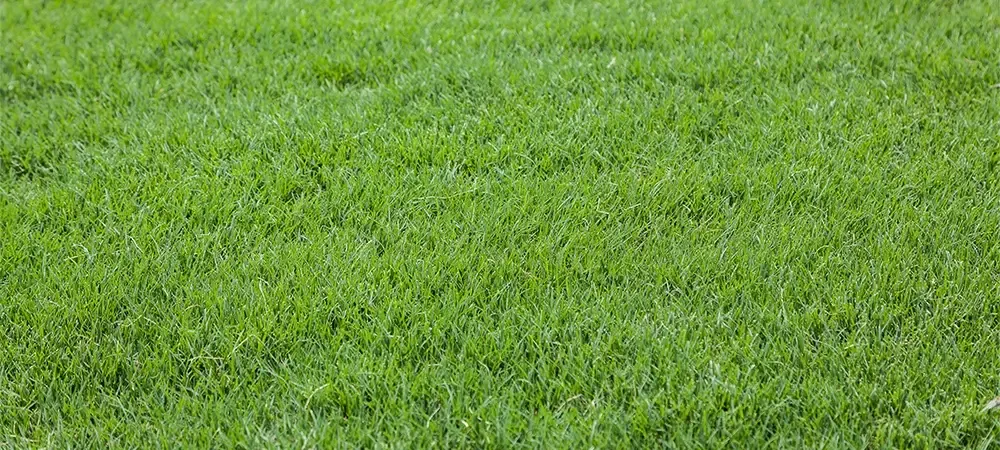 bermuda grass