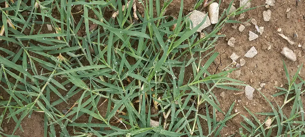 bermuda grass