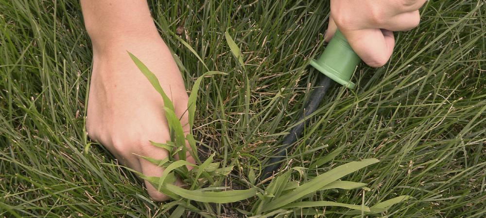 Someone manually pulling crabgrass