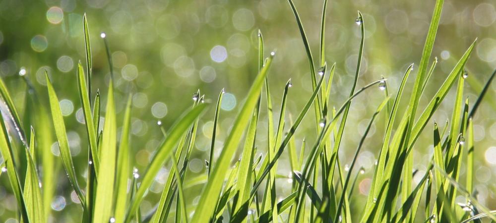 Grass covered in dew