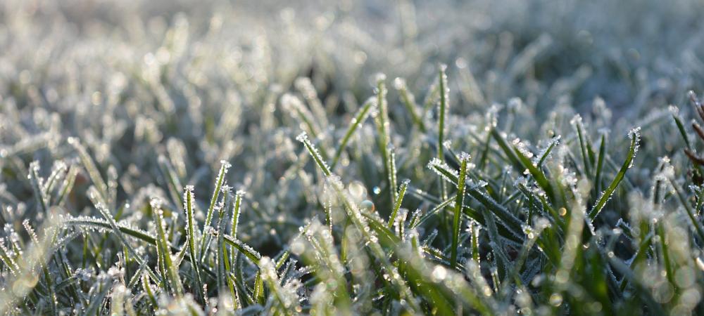 Grass covered in frost