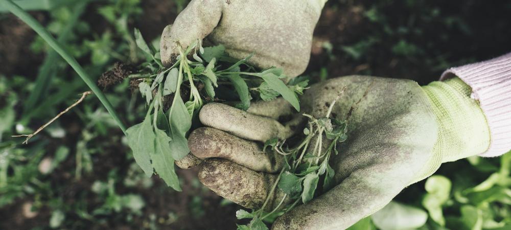 Garden gloves holding weeds