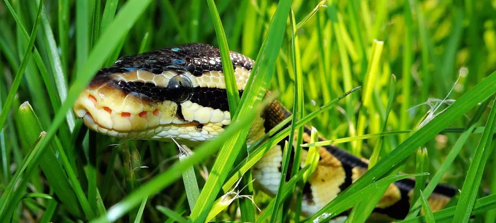 plants that deter snakes