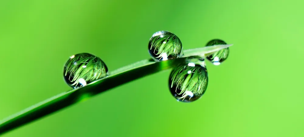 grass with water droplets on it