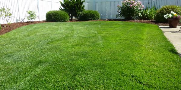 Beautiful green lawn
