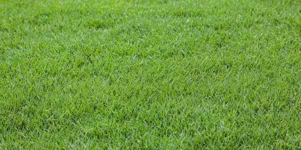 bermuda grass