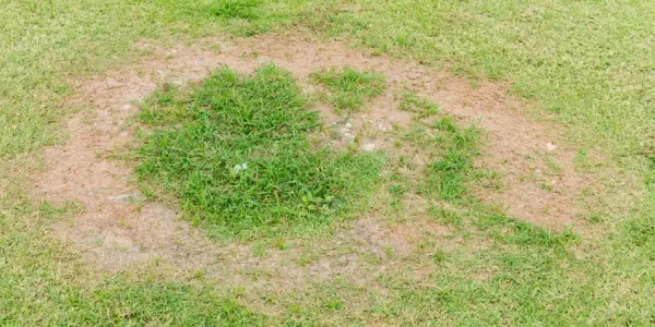 brown patch