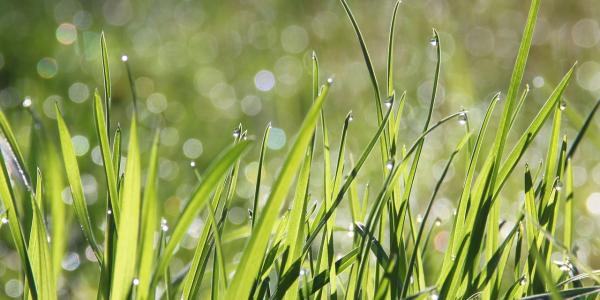 Grass covered in dew