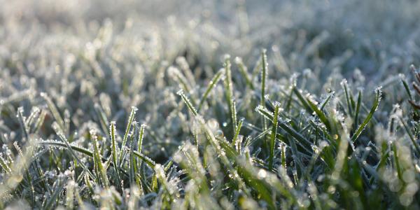 Grass covered in frost