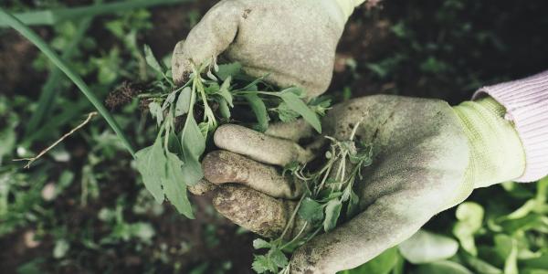 Garden gloves holding weeds