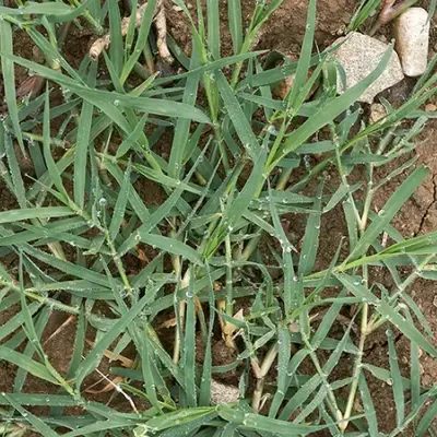 Bermuda Grass