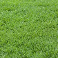 bermuda grass