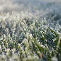 Grass covered in frost