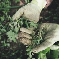 Garden gloves holding weeds