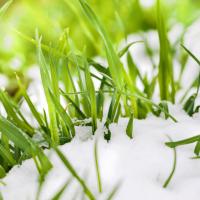 Grass growing through snow cover