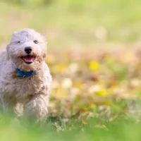 Puppy running through the grass