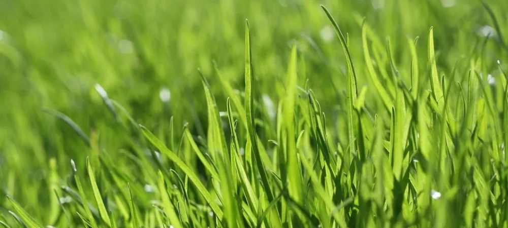lawn in san antonio texas