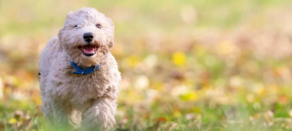 Puppy running through the grass