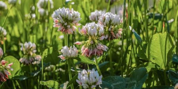 Clover