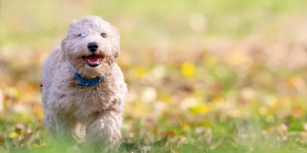 Puppy running through the grass