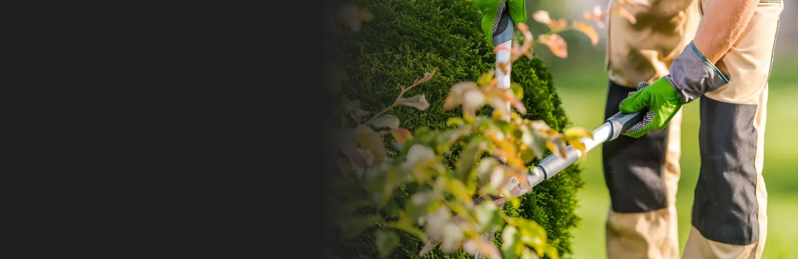 Trimming trees and shrubs
