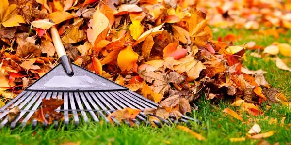 Leaf Cleanup